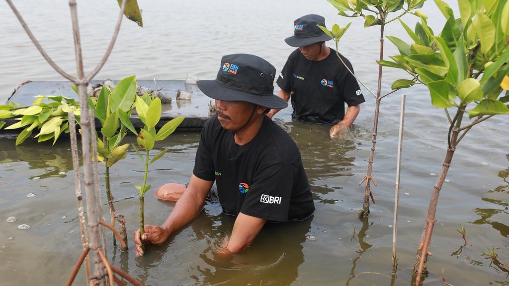 Mangrove di Muaragembong, Upaya Nyata BRI Lawan Perubahan Iklim Mangrove di Muaragembong, Upaya Nyata BRI Lawan Perubahan Iklim
