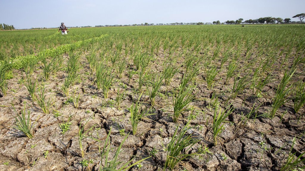 Kapan Prediksi Puncak Musim Kemarau 2025 di Wilayah Kalimantan Kapan Prediksi Puncak Musim Kemarau 2025 di Wilayah Kalimantan