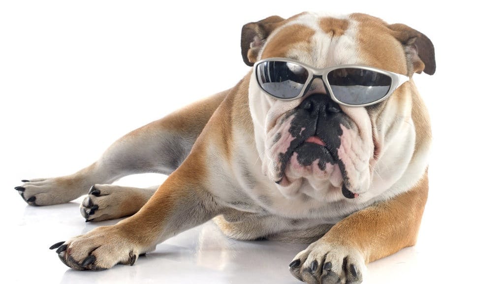 Fakta Menarik Tentang Anjing Bulldog, Harga, dan Karakteristik