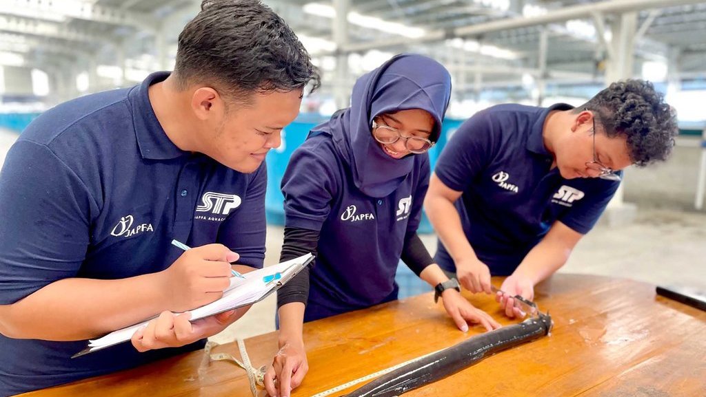 JAPFA Grup Catat Keberhasilan Reproduksi Sidat Tropis JAPFA Grup Catat Keberhasilan Reproduksi Sidat Tropis