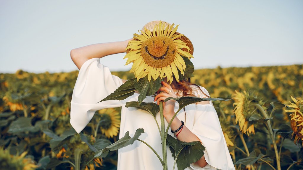 Gala Bunga Matahari di Ukraina hingga North Dakota Gala Bunga Matahari di Ukraina hingga North Dakota
