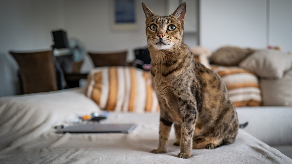 12 Hewan Peliharaan Termahal di Dunia, Ada Binatang Apa Saja? 12 Hewan Peliharaan Termahal di Dunia, Ada Binatang Apa Saja?