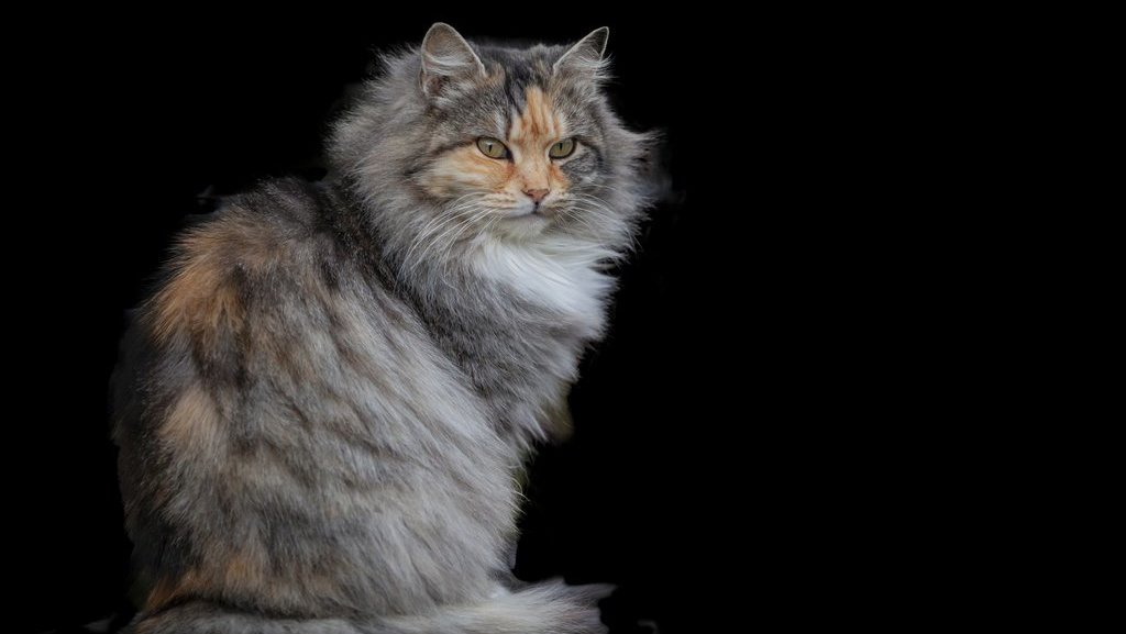 10 Rekomendasi Vitamin Kucing Agar Gemuk dan Bulu Lebat Terbaik 10 Rekomendasi Vitamin Kucing Agar Gemuk dan Bulu Lebat Terbaik