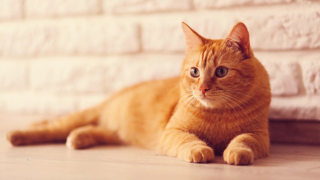 Asal-usul Kucing Oren Bermula dari Kesalahan Mutasi Genetika