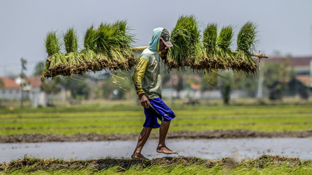 Swasembada Pangan ala Guyana, Bisakah untuk Indonesia? Swasembada Pangan ala Guyana, Bisakah untuk Indonesia?
