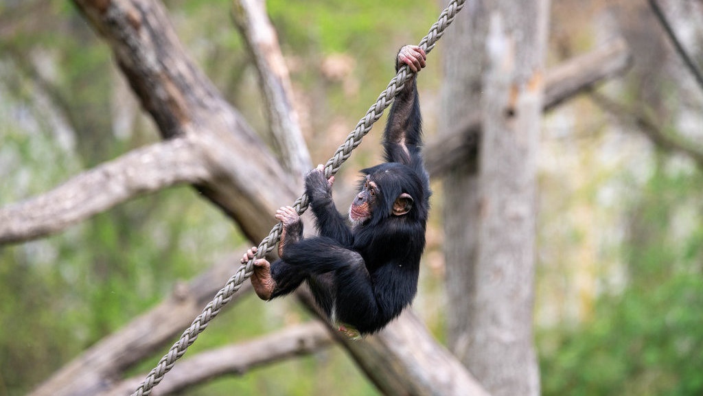 8 Hewan Terpintar di Dunia, dari Mamalia hingga Unggas 8 Hewan Terpintar di Dunia, dari Mamalia hingga Unggas