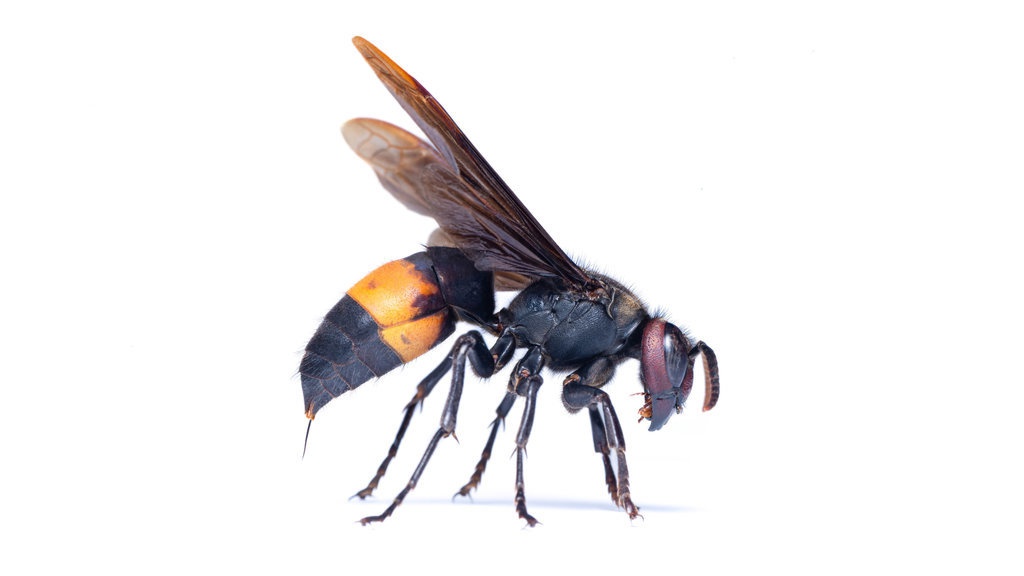 Mengenal Tawon Vespa: Ciri-ciri, Manfaat, & Cara Obati Sengatan Mengenal Tawon Vespa: Ciri-ciri, Manfaat, & Cara Obati Sengatan