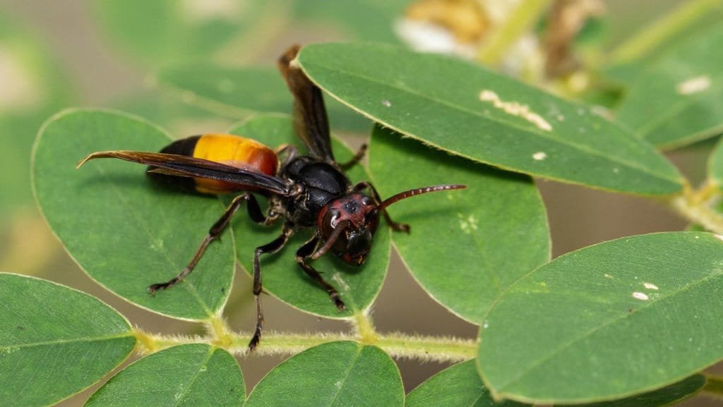 13 Jenis-Jenis Serangga Paling Berbahaya di Dunia 13 Jenis-Jenis Serangga Paling Berbahaya di Dunia