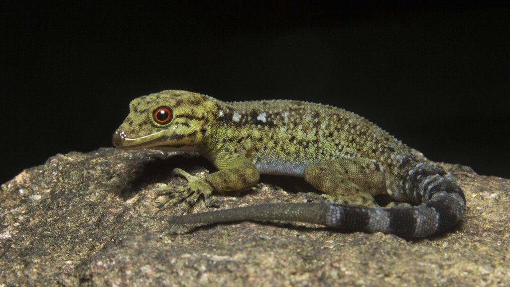 12 Hewan Terkecil di Dunia dari Berbagai Spesies 12 Hewan Terkecil di Dunia dari Berbagai Spesies