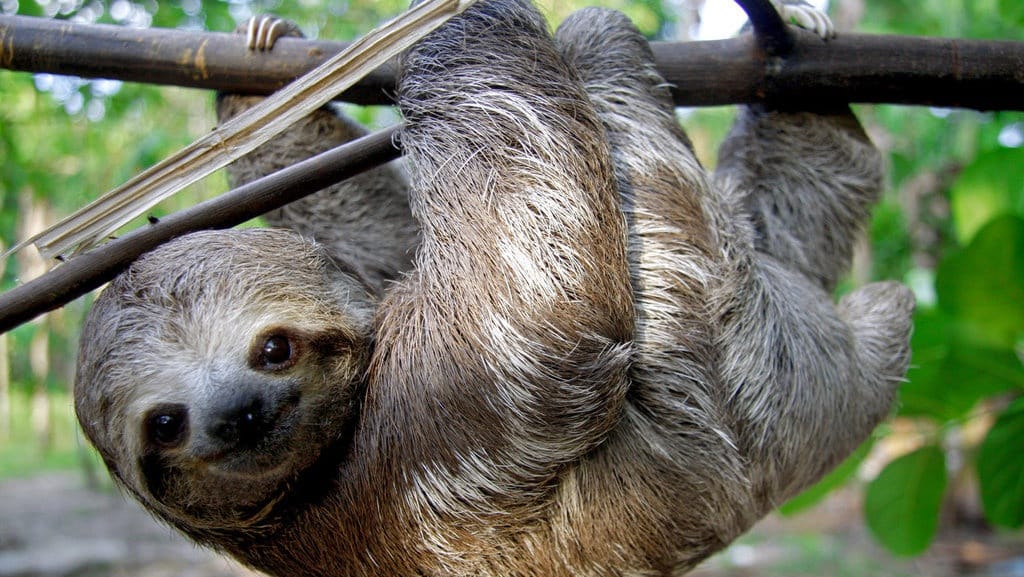 12 Hewan Pemalas di Dunia, Dari Koala Hingga Kuda Nil & Kungkang 12 Hewan Pemalas di Dunia, Dari Koala Hingga Kuda Nil & Kungkang