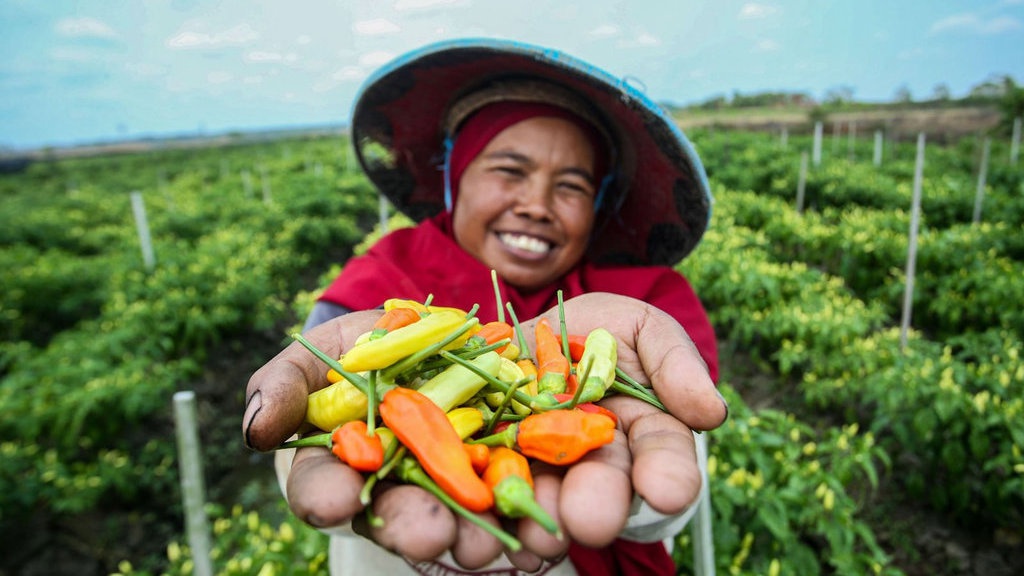 BRI Salurkan Kredit Senilai Rp199,83 T di Sektor Pertanian BRI Salurkan Kredit Senilai Rp199,83 T di Sektor Pertanian