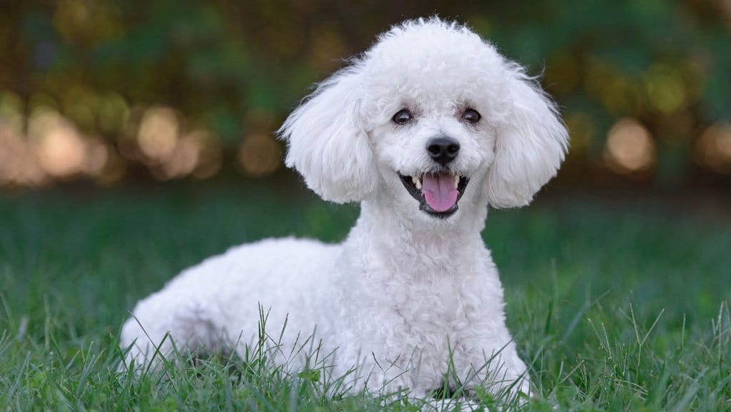 150 Ide Nama Anjing Ala Korea yang Lucu dan Artinya