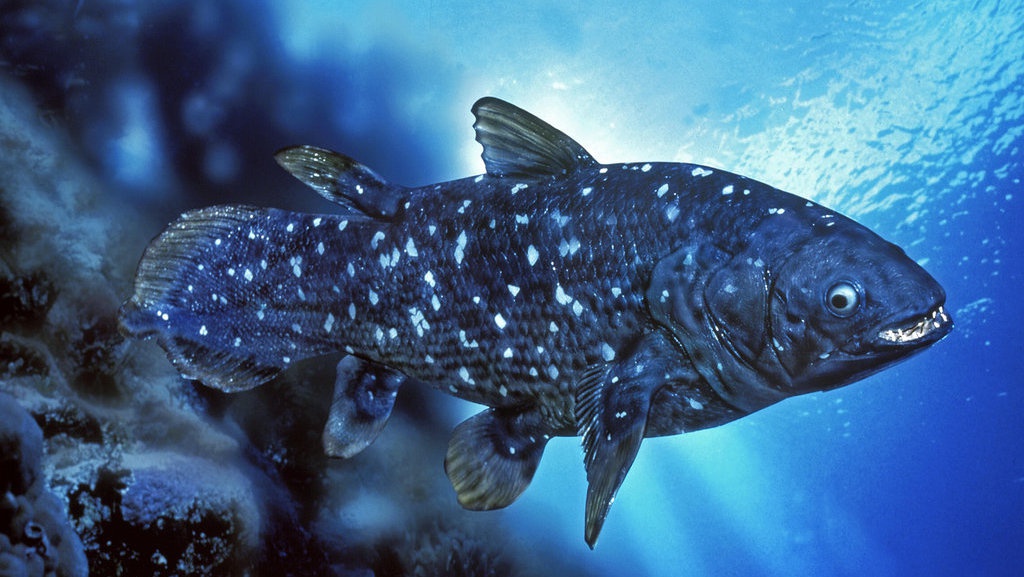 Mengenal Ikan Coelacanth, Makhluk Purba Legendaris & Faktanya Mengenal Ikan Coelacanth, Makhluk Purba Legendaris & Faktanya