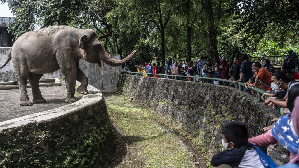 Harga Tiket & Jam Operasional Ragunan Saat Libur Lebaran 2025 Harga Tiket & Jam Operasional Ragunan Saat Libur Lebaran 2025