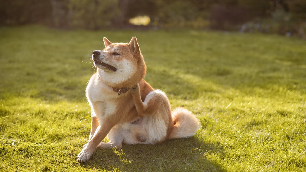 8 Rekomendasi Obat Kutu Anjing Terbaik dan Harganya 8 Rekomendasi Obat Kutu Anjing Terbaik dan Harganya