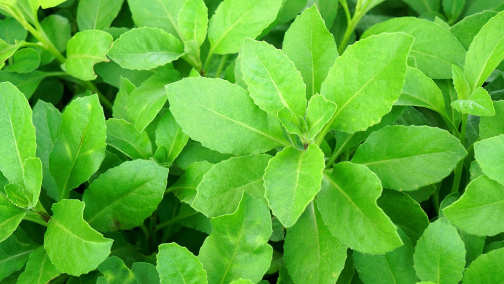 10 Manfaat Daun Sambung Nyawa Bagi Kesehatan 10 Manfaat Daun Sambung Nyawa Bagi Kesehatan