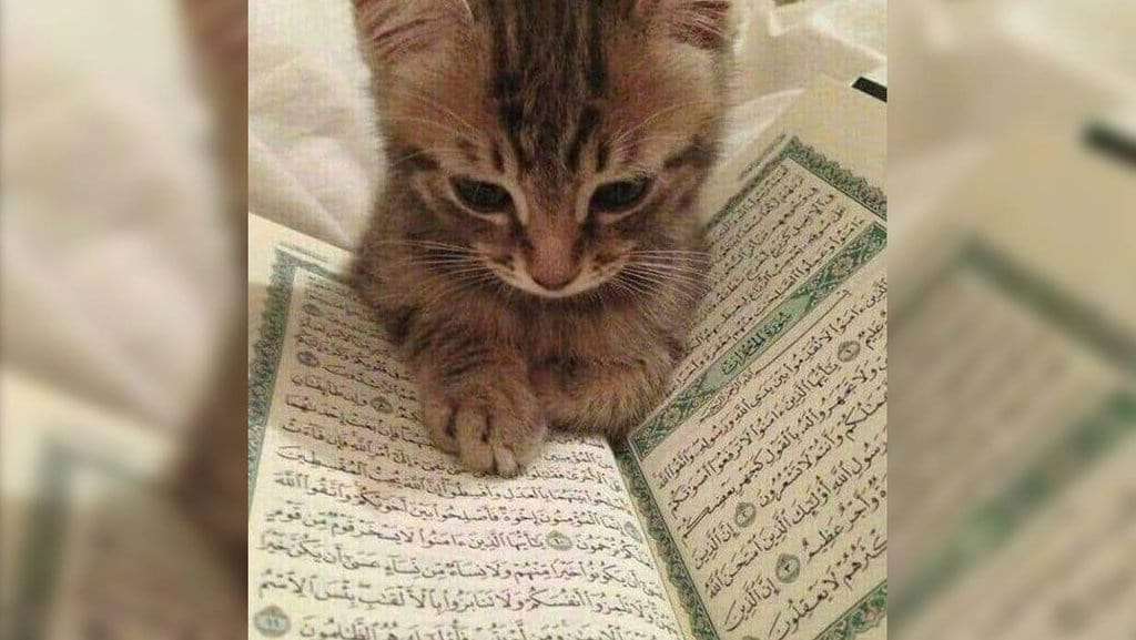 50 Contoh Foto Profil Kucing untuk Ramadhan 2025 50 Contoh Foto Profil Kucing untuk Ramadhan 2025