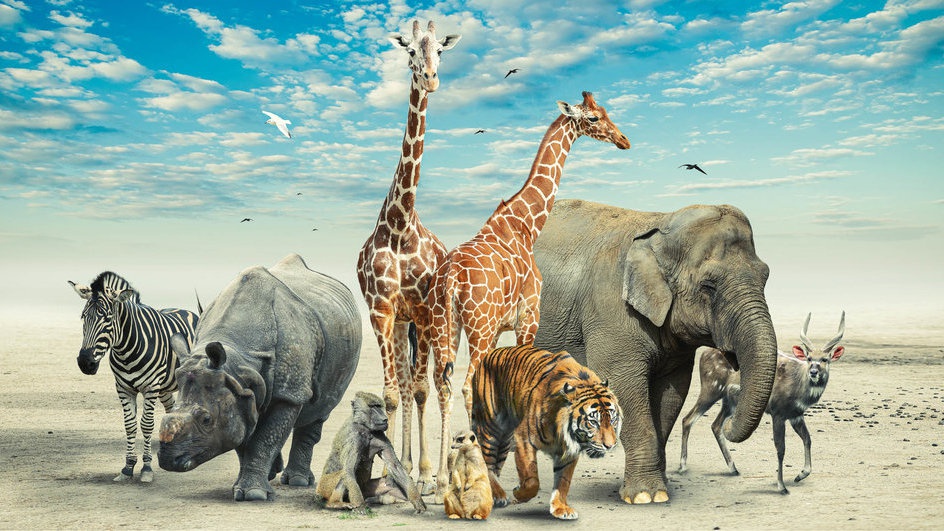 10 Hewan Terbesar di Dunia, Beratnya Mencapai 100 Ton 10 Hewan Terbesar di Dunia, Beratnya Mencapai 100 Ton