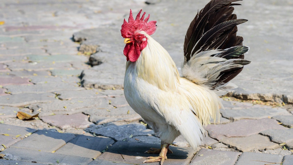 Mengenal Ayam Kate Jepang, Si Putih Kecil Bernilai Tinggi Mengenal Ayam Kate Jepang, Si Putih Kecil Bernilai Tinggi