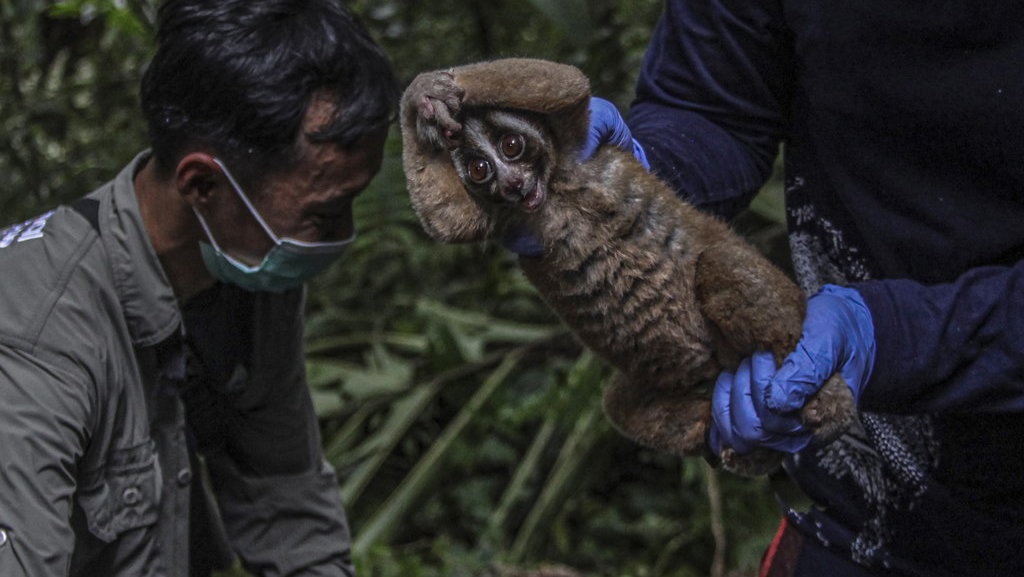 Mengembalikan Sang Mata Bulan ke Pangkuan Alam