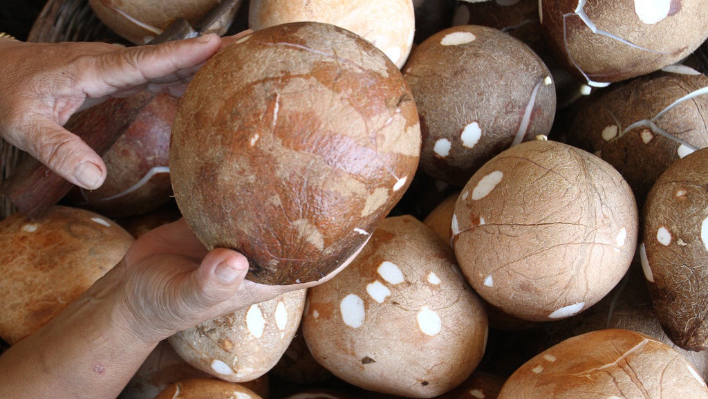 Mentan Klaim Petani Kelapa sedang Bahagia karena Harganya Naik Mentan Klaim Petani Kelapa sedang Bahagia karena Harganya Naik