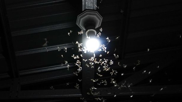 5 Cara Ampuh Usir Laron Tanpa Harus Matikan Lampu 5 Cara Ampuh Usir Laron Tanpa Harus Matikan Lampu