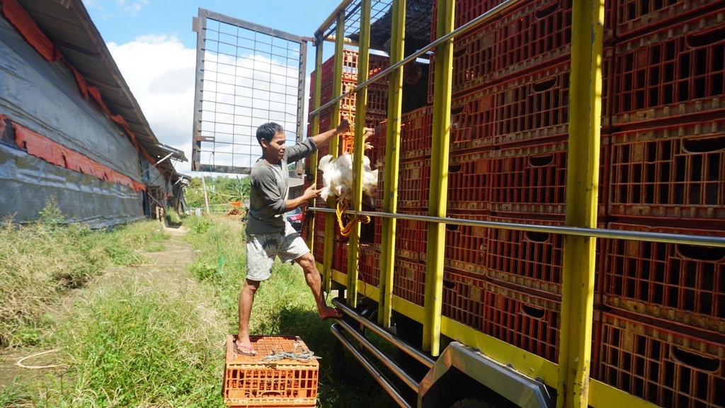 JAPFA Serap Ayam UMKM untuk Jaga Stabilitas Harga JAPFA Serap Ayam UMKM untuk Jaga Stabilitas Harga