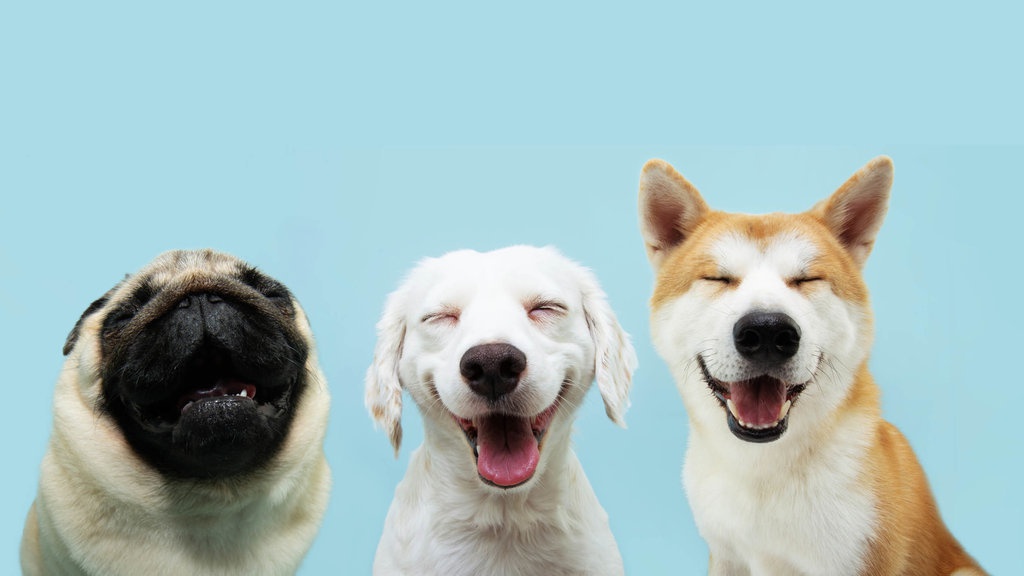 Apakah Anjing Bisa Tersenyum? Inilah Penjelasannya