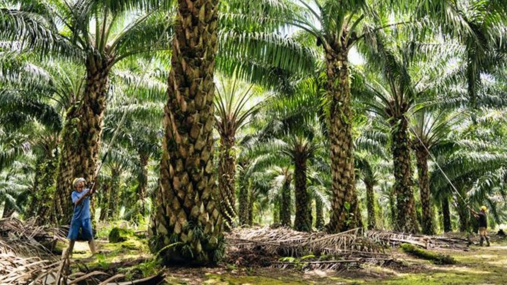 Austindo Nusantara Genjot Produksi, Laba Naik 251,9% di Q1 2025