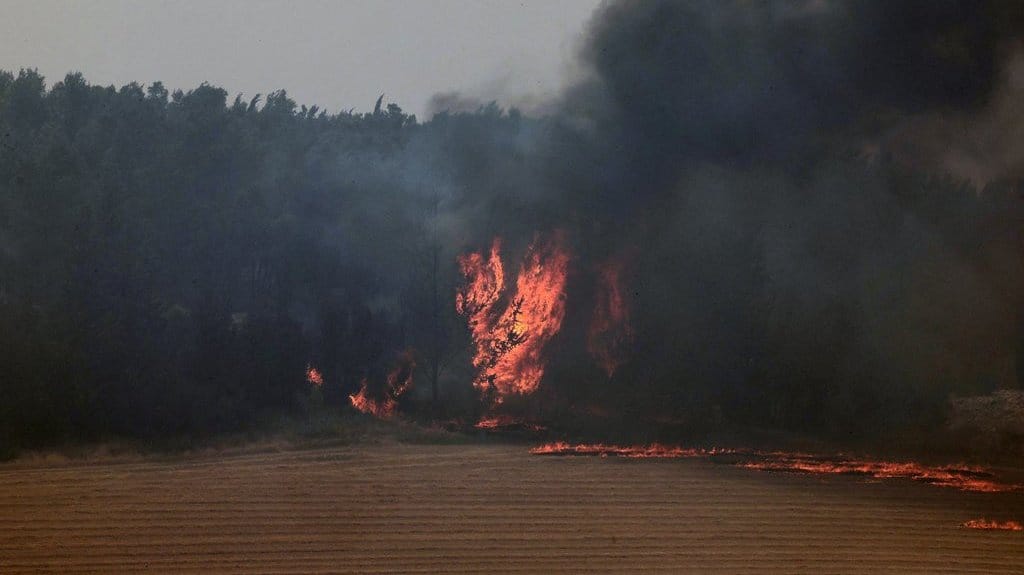 Kebakaran Israel: Tirai Pinus Menutupi Sejarah, Menuai Bencana