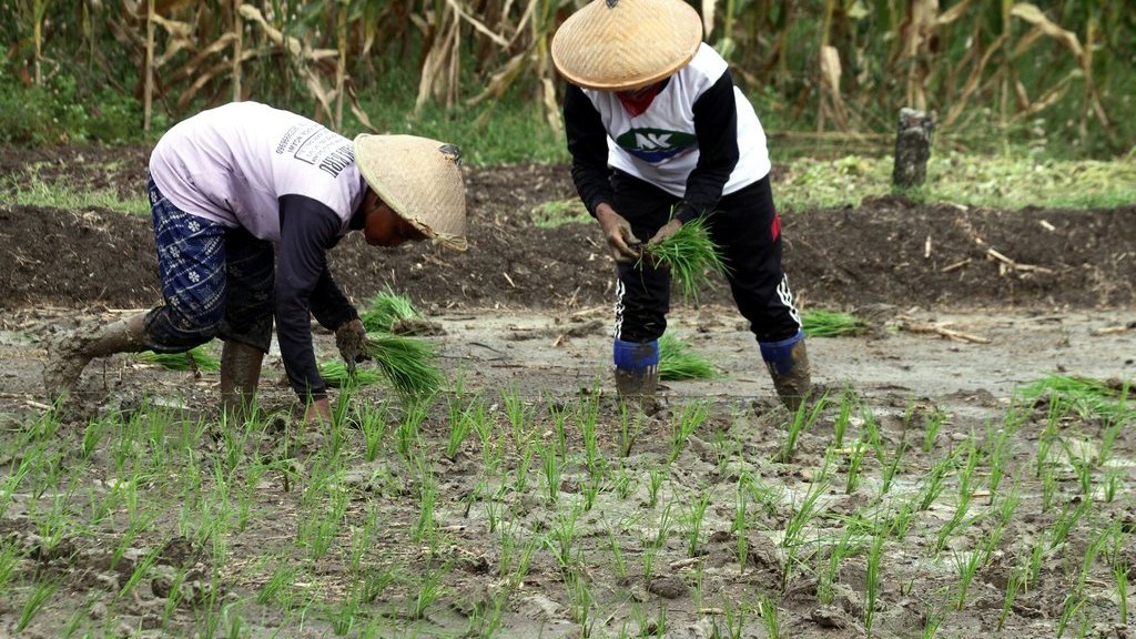 Tata Cara Penggabungan Koperasi Menjadi Kopdes Merah Putih