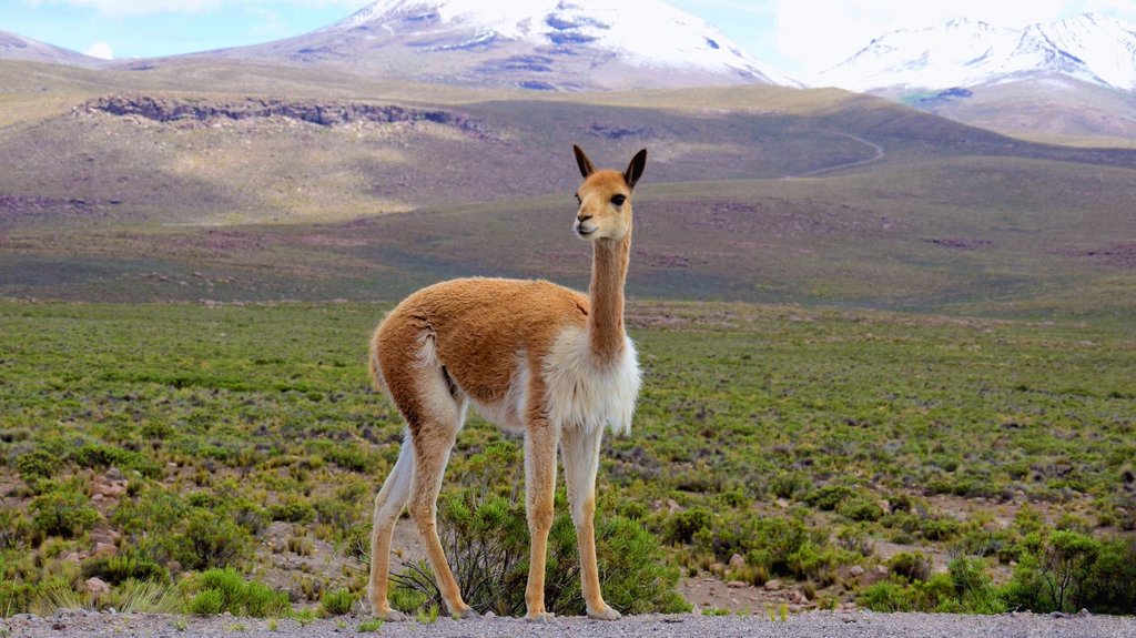 Mengenal 7 Hewan dari Huruf V, Ada yang Hampir Punah Mengenal 7 Hewan dari Huruf V, Ada yang Hampir Punah