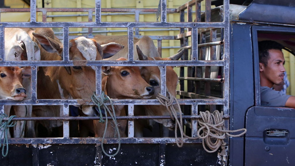 Harga Kambing dan Sapi Kurban 2025 Riau dan Kepulauan Riau Harga Kambing dan Sapi Kurban 2025 Riau dan Kepulauan Riau