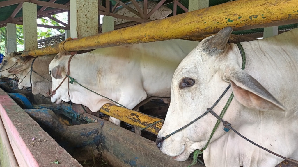Pemkab Bogor Gandeng 224 Praktisi Hewan untuk Antisipasi PMK