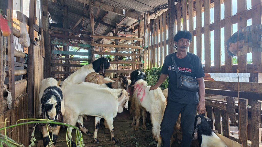Hewan Kurban Laris Manis, Dompet Warga Bali Kian Gemuk Hewan Kurban Laris Manis, Dompet Warga Bali Kian Gemuk