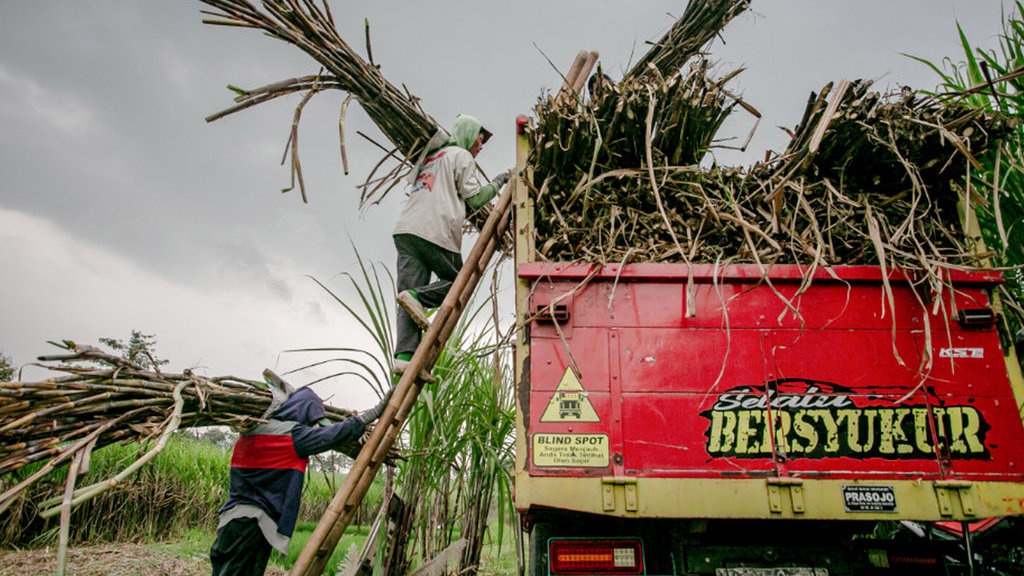 Asosiasi Desak Pemerintah Cepat Serap Hasil Produksi Gula Petani Asosiasi Desak Pemerintah Cepat Serap Hasil Produksi Gula Petani