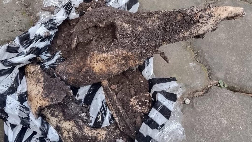 Mahasiswa Papua di Bali Dapat Teror Paket Bangkai Kepala Babi Mahasiswa Papua di Bali Dapat Teror Paket Bangkai Kepala Babi