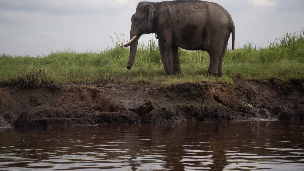Prabowo Janji Beri Atensi Khusus Satwa Gajah di Indonesia Prabowo Janji Beri Atensi Khusus Satwa Gajah di Indonesia