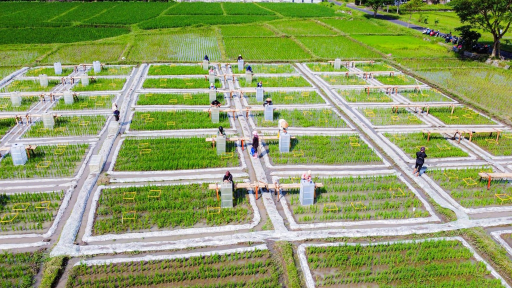 Banyuwangi Kembangkan Ekosistem Industri Beras Biofortifikasi Banyuwangi Kembangkan Ekosistem Industri Beras Biofortifikasi