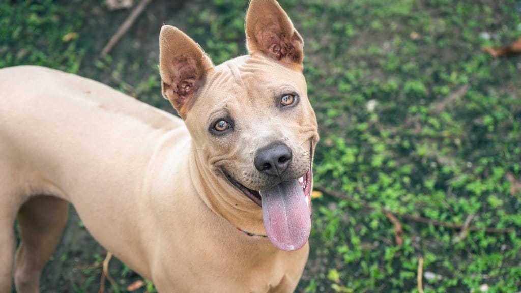 100 Rekomendasi Nama Anjing Jantan Coklat yang Unik 100 Rekomendasi Nama Anjing Jantan Coklat yang Unik