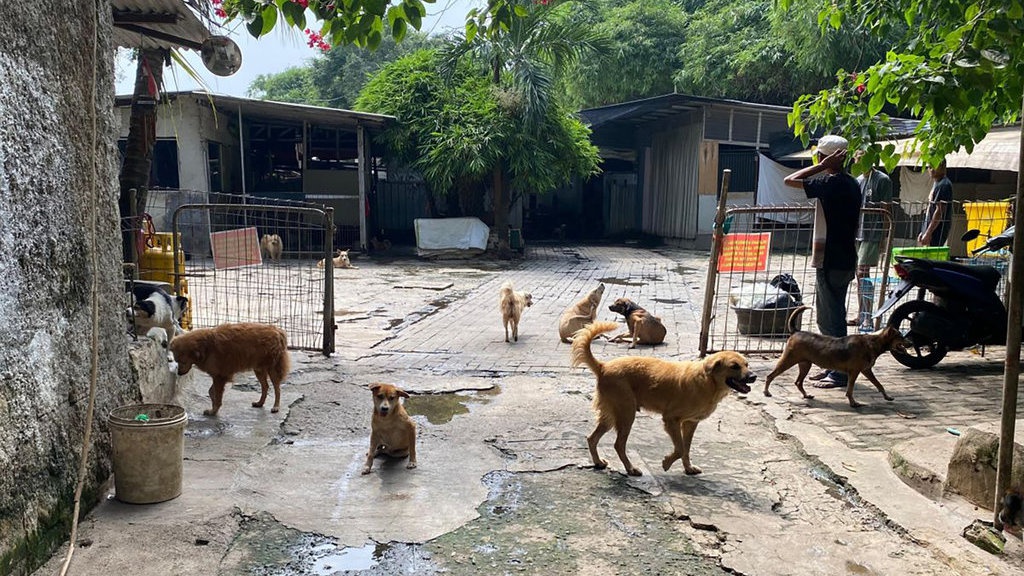 Kronologi Hewan Lepas & Desakan Pejaten Animal Shelter Ditutup Kronologi Hewan Lepas & Desakan Pejaten Animal Shelter Ditutup