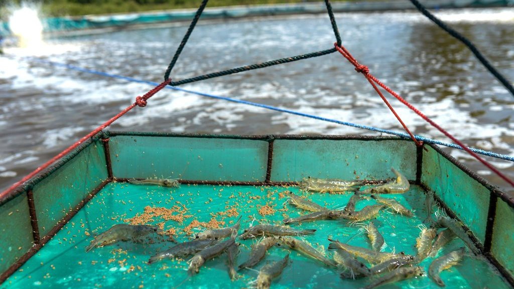 Pemerintah akan Bentuk Satgas Dalami Temuan Radioaktif di Udang Pemerintah akan Bentuk Satgas Dalami Temuan Radioaktif di Udang