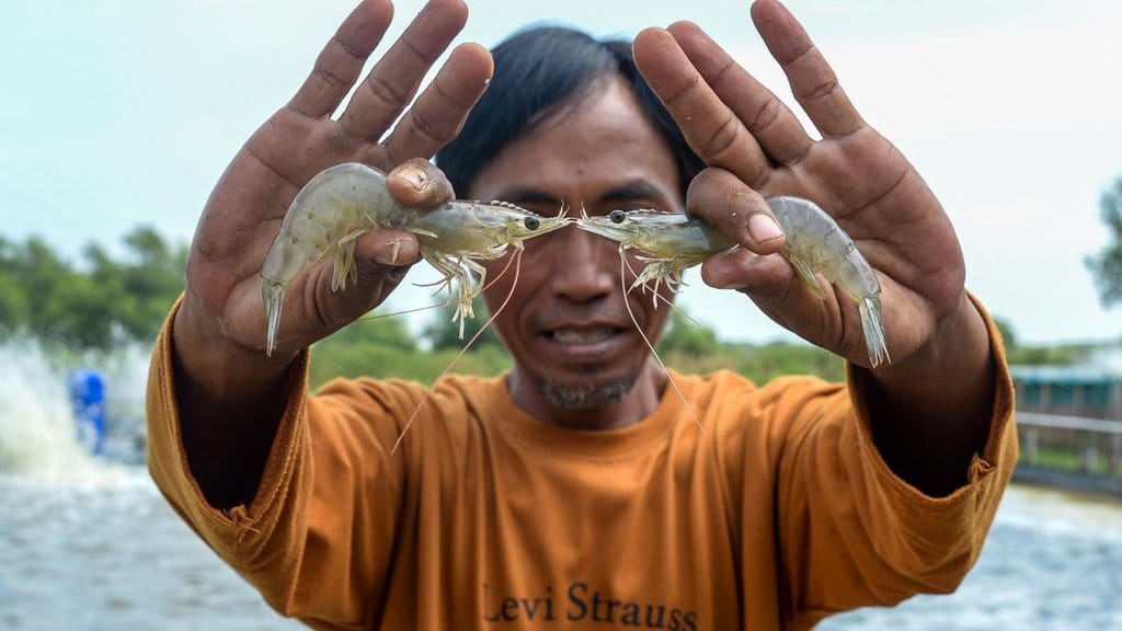 Udang Indonesia Tercemar Radioaktif, Pemerintah Harus Apa?