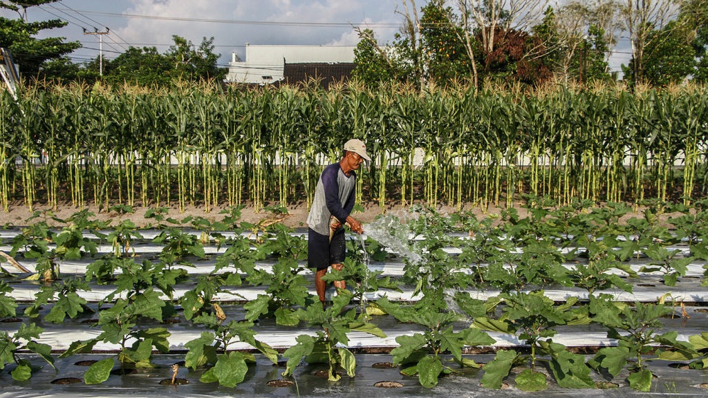 Masa Panen Lewat, Sektor Pertanian Tumbuh Hanya 1,65%