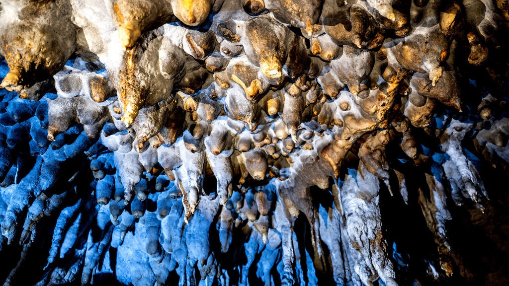 Merawat Warisan Bumi di Kota Walet