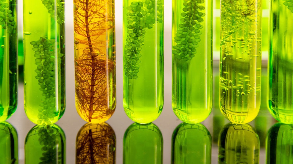 Bahan Bakar Nabati Mikroalga, Alternatif untuk Tekan Deforestasi