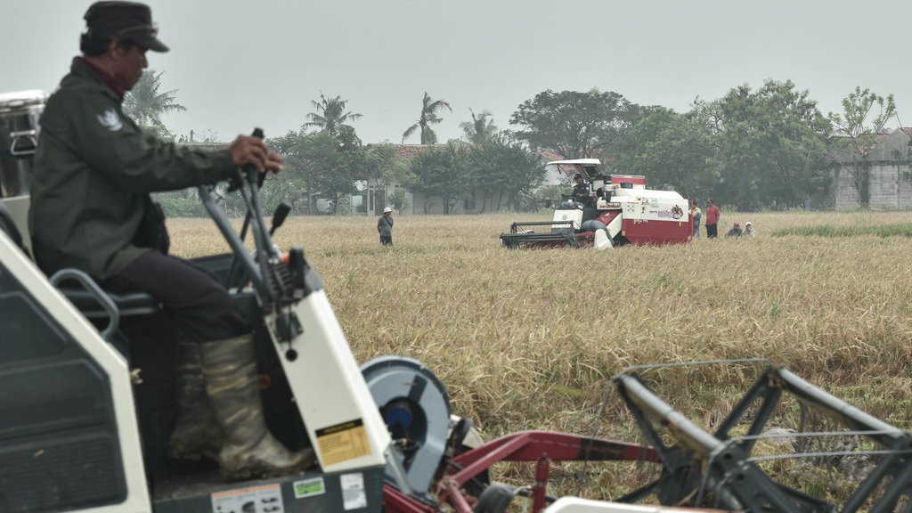 BPS Catat Luas Panen dan Produksi Padi Meningkat di Agustus 2025