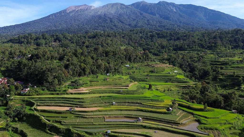 Lahan Jawa Susut, Prabowo Buka Sawah di Merauke Buat Pasok MBG