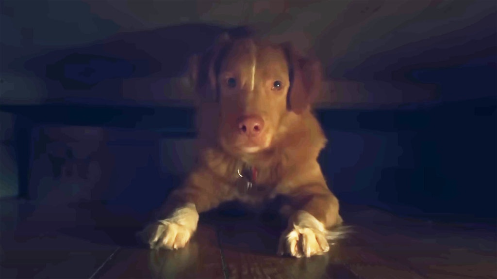 Sinopsis Film Horor Good Boy, Trailer, & Jadwal Tayang Sinopsis Film Horor Good Boy, Trailer, & Jadwal Tayang