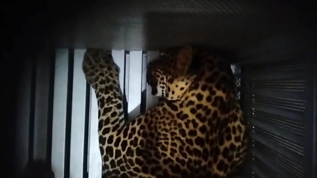 Macan Tutul Kabur, Pemerintah Harus Ikut Tanggung Jawab Macan Tutul Kabur, Pemerintah Harus Ikut Tanggung Jawab